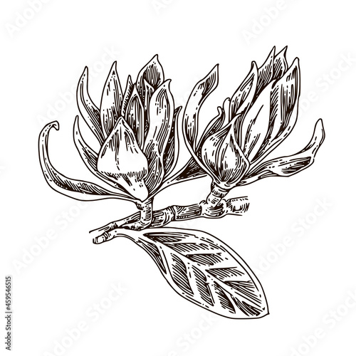 Two buds of magnolia champaka. Sketch. Engraving style. Vector illustration.
