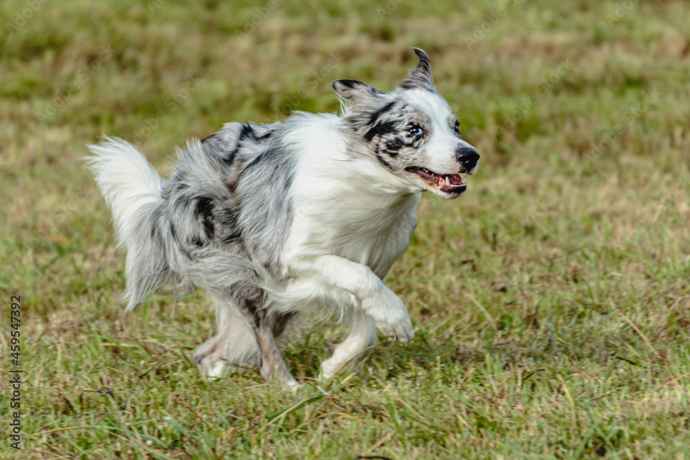 Border collie dog running and chasing coursing lure on field Border collie dog running and chasing coursing lure on field
