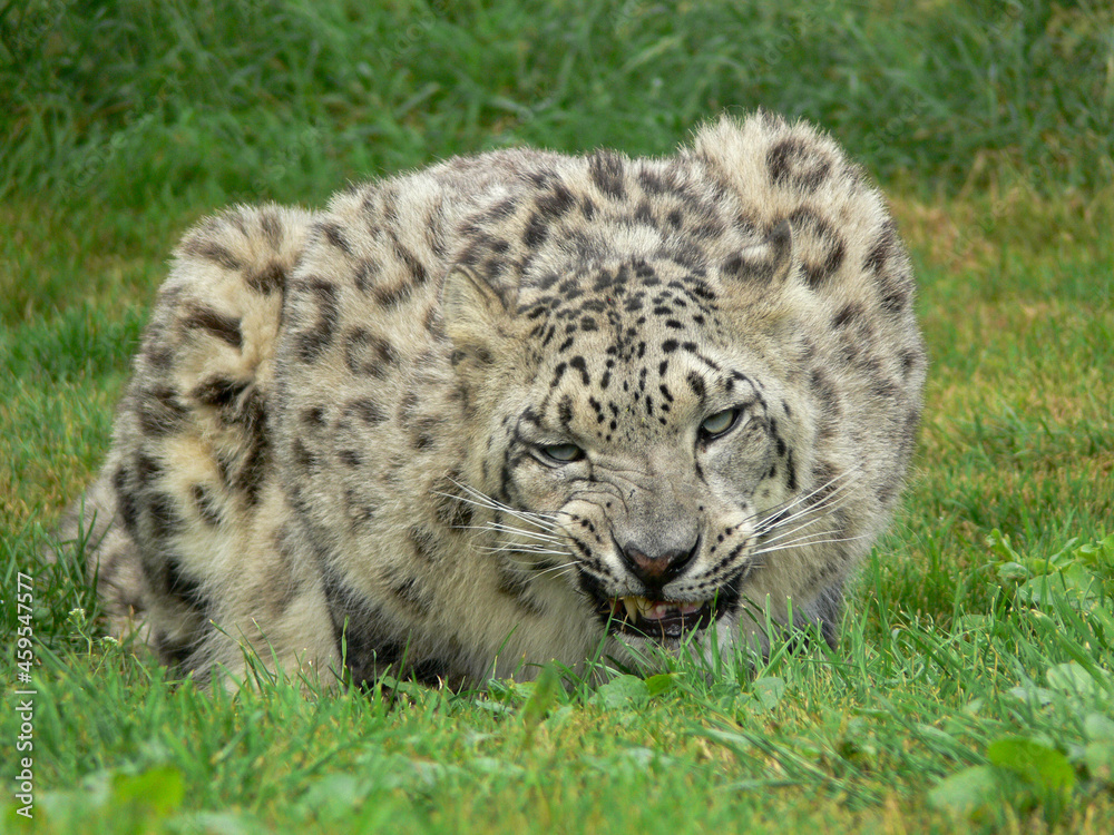 Fototapeta premium Snow Leopard in a zoo environment