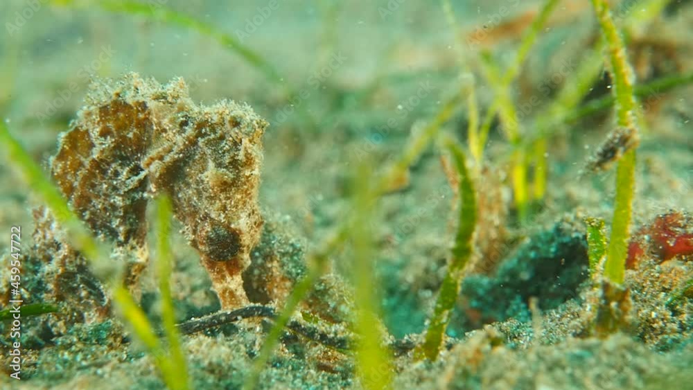 sea horse underwater ocean scenery seahorse sea horse underwater ocean scenery seahorse