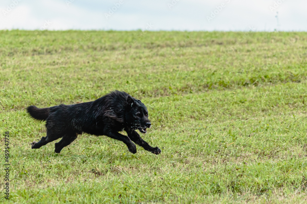 Dog running and chasing coursing lure on field Dog running and chasing coursing lure on field