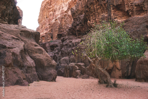 A large green tree grows between beautiful red relief mountains, Wadi Rum desert, Jordan