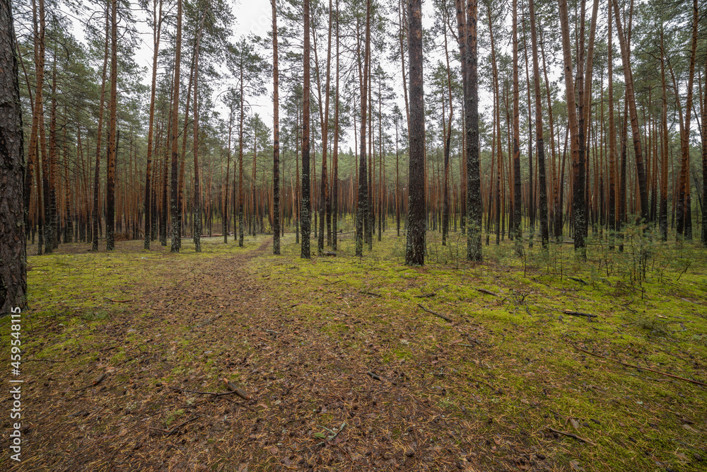 Obraz premium Landscape in a pine forest in autumn, Moss in the foreground. Pine forest overgrown with moss and mushrooms in rainy weather.