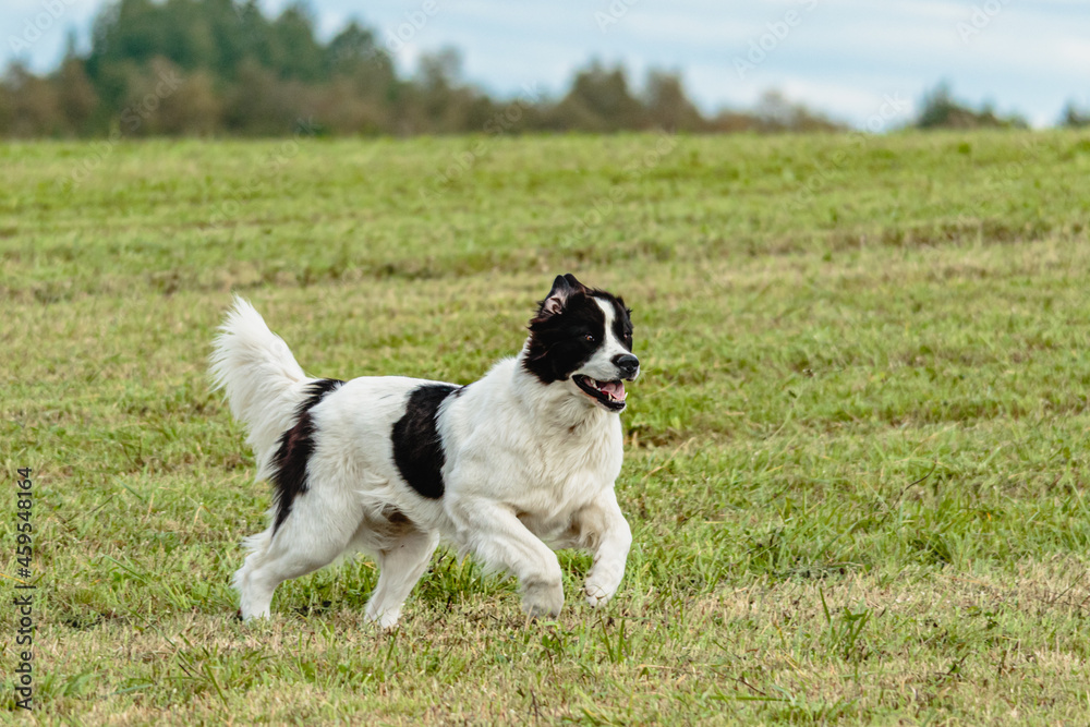 Landseer dog running and chasing lure on field Landseer dog running and chasing lure on field