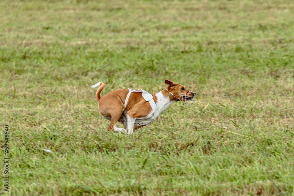 Basenji dog running in white jacket on coursing field