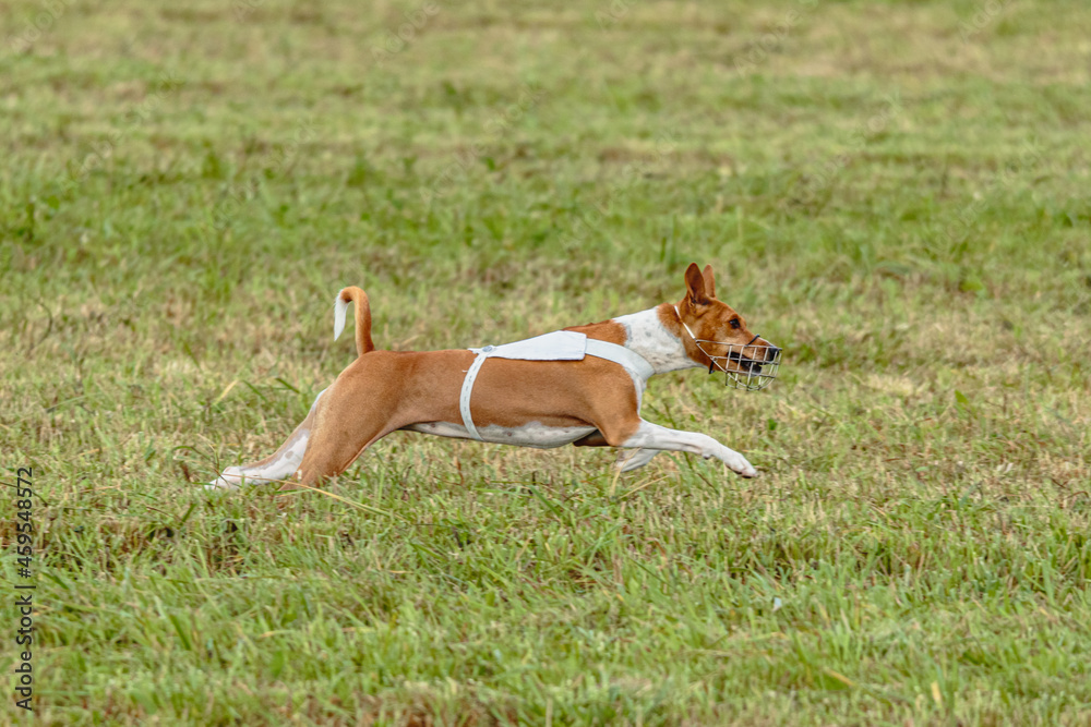 Basenji dog running in white jacket on coursing field