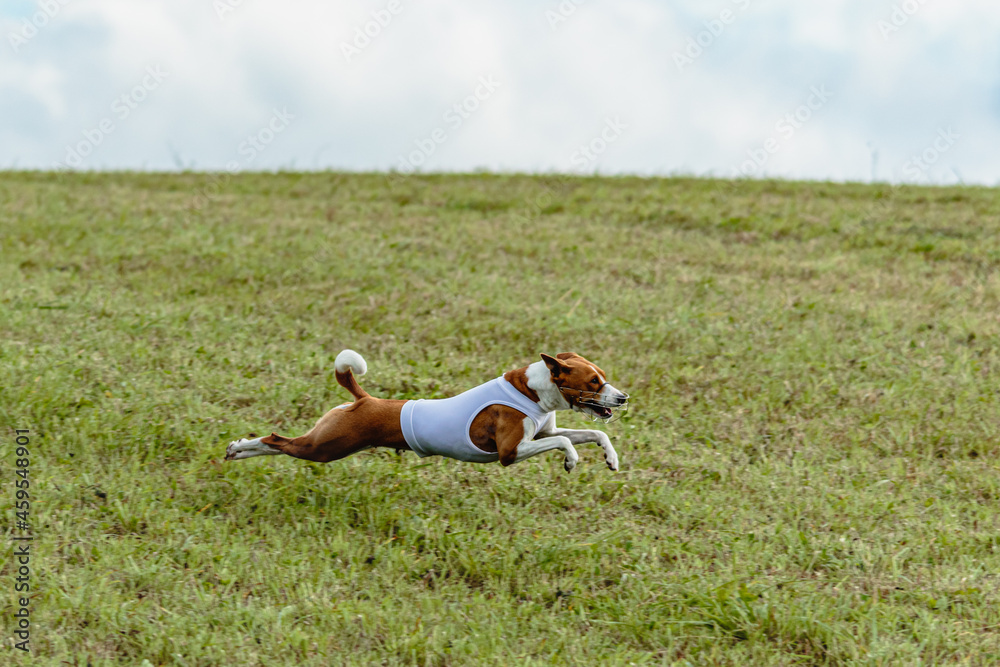 Basenji dog running in white jacket on coursing field Basenji dog running in white jacket on coursing field