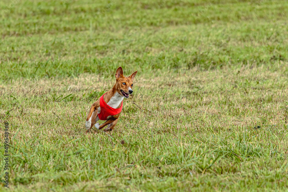 Basenji dog running in a red jacket on coursing field Basenji dog running in a red jacket on coursing field