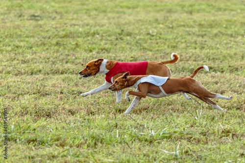 Basenji dogs running in a red and white jacket on coursing field