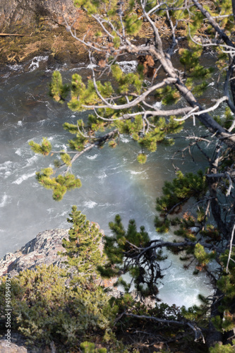 river in the forest