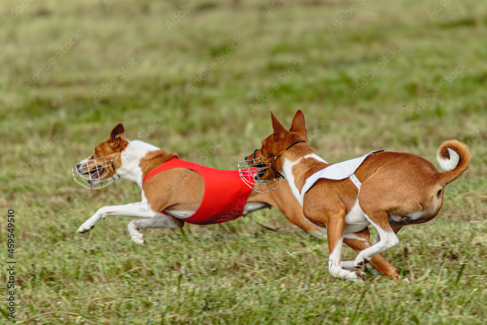 Basenji dogs running in a red and white jacket on coursing field