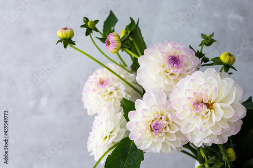 Beautiful autumn bouquet of spherical dahlias close-up on a gray wall background