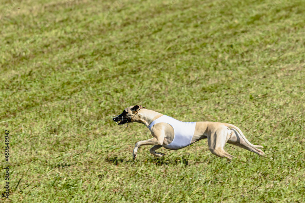 Whippet dog running in white jacket on coursing field Whippet dog running in white jacket on coursing field