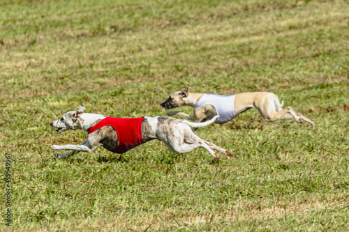 Whippet dogs running in a red and white jacket on coursing field