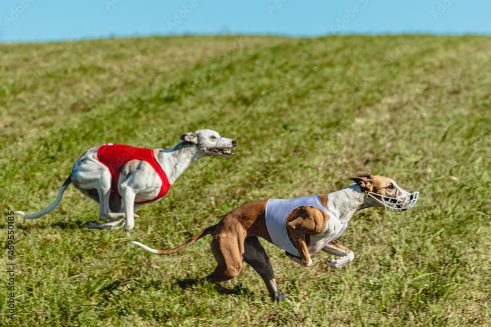 Whippet dogs running in a red and white jacket on coursing field Whippet dogs running in a red and white jacket on coursing field