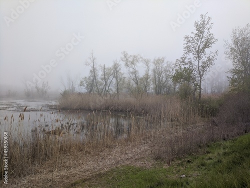 Wallpaper Mural morning in the marsh Torontodigital.ca