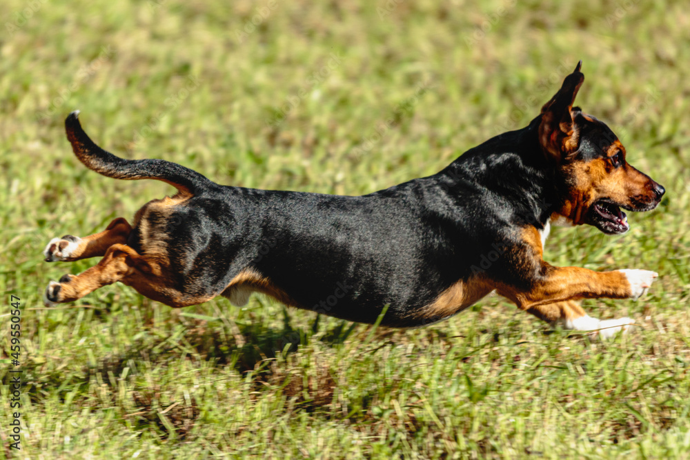 Dog running and chasing coursing lure on field Dog running and chasing coursing lure on field