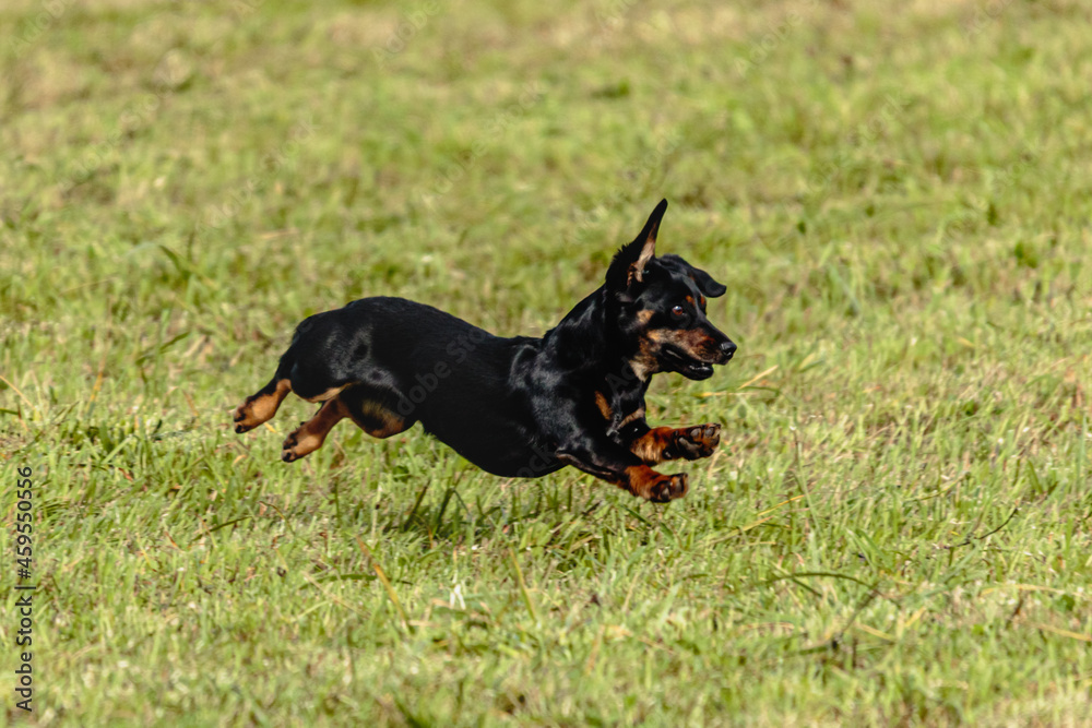 Dog running and chasing coursing lure on field Dog running and chasing coursing lure on field
