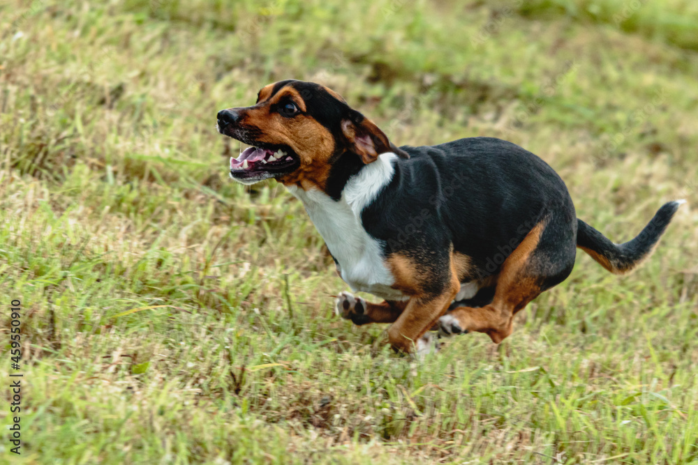 Dog running and chasing coursing lure on field