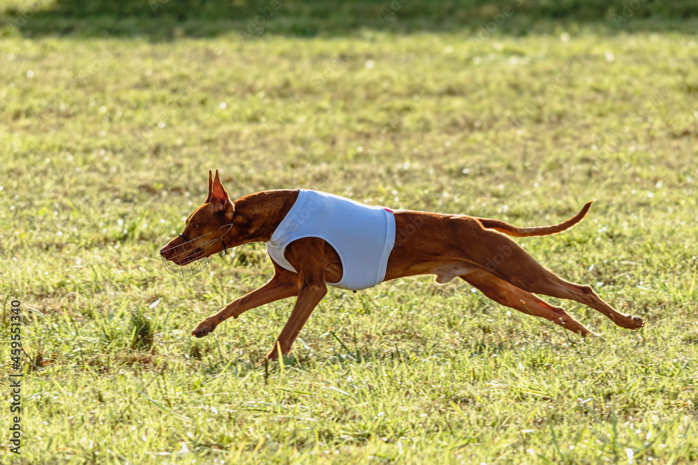 Pharaoh Hound dog running in white jacket on coursing field Pharaoh Hound dog running in white jacket on coursing field