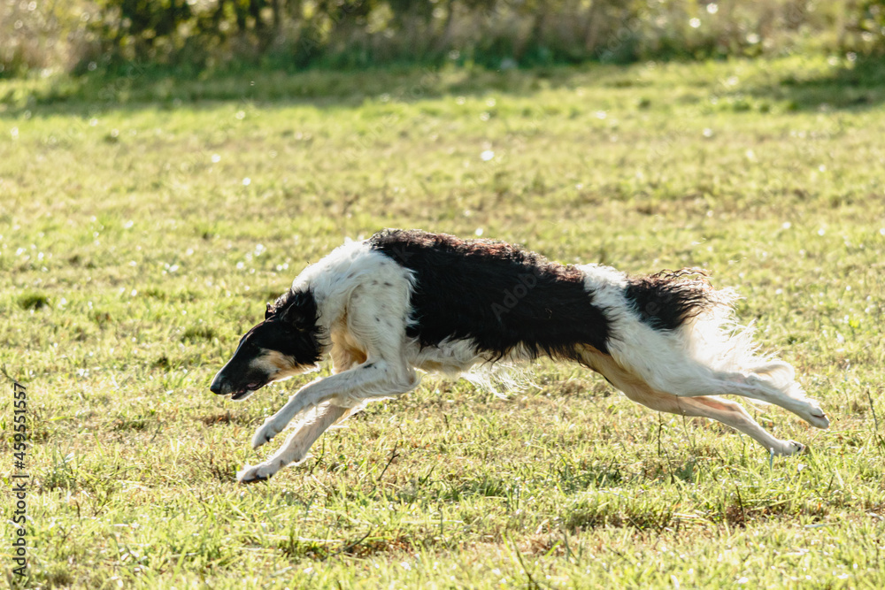 Borzoi dog running and chasing lure on field Borzoi dog running and chasing lure on field