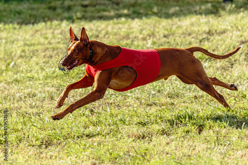Pharaoh Hound dog running in red jacket on coursing field