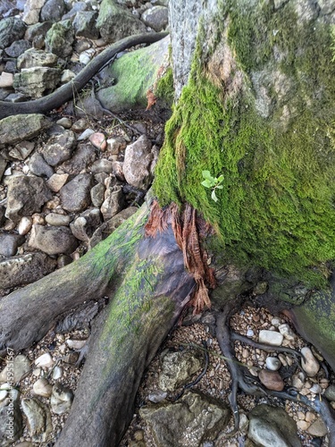 Mossy Tree and Stone