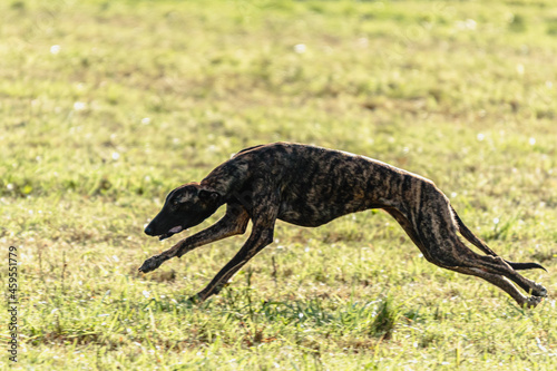 Greyhound dog running and chasing lure on field