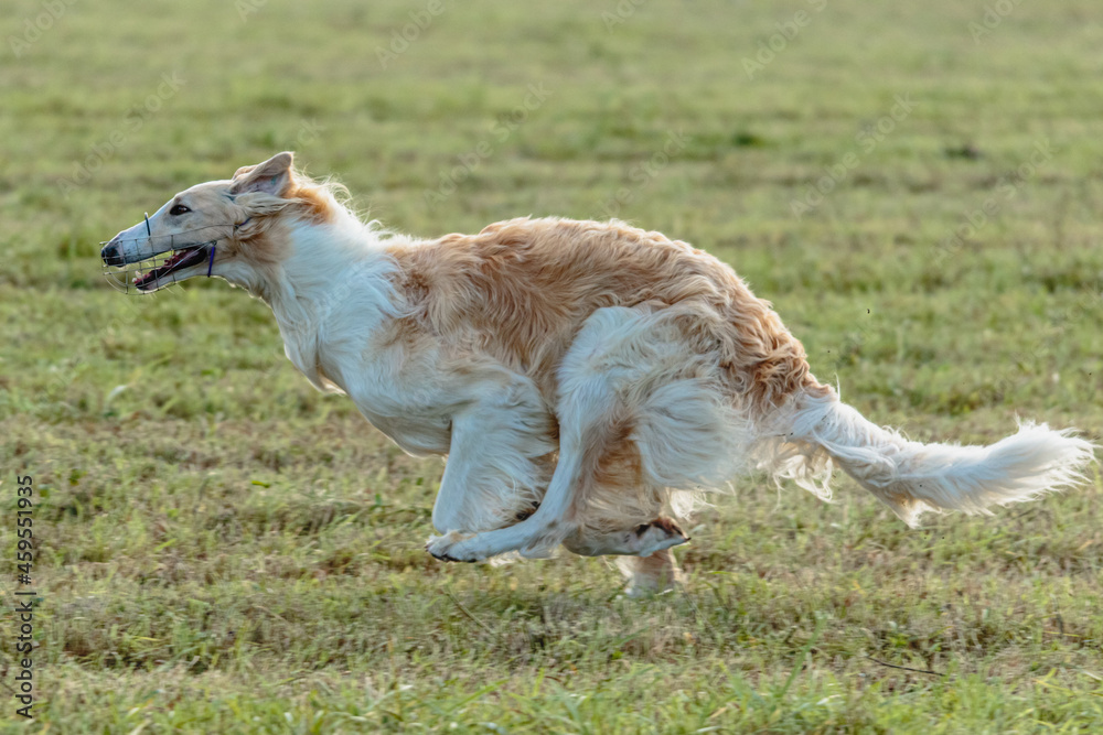 Borzoi dog running and chasing lure on field Borzoi dog running and chasing lure on field