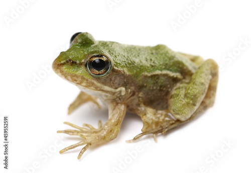 Young Marsh Frog isolated on white, Pelophylax ridibundus