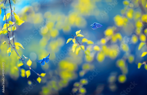 two blue butterflies fly in the spring garden among the birch branches with young leaves photo
