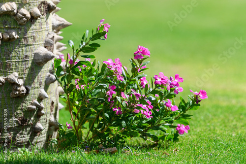 Close-up of a tree trunk with thorns and pink flowers in Egypt  Africa