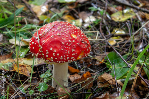 Amanita in the autumn forest. Amanita with a white leg and a red cap grows among fallen leaves, side view Amanita grows, close-up.