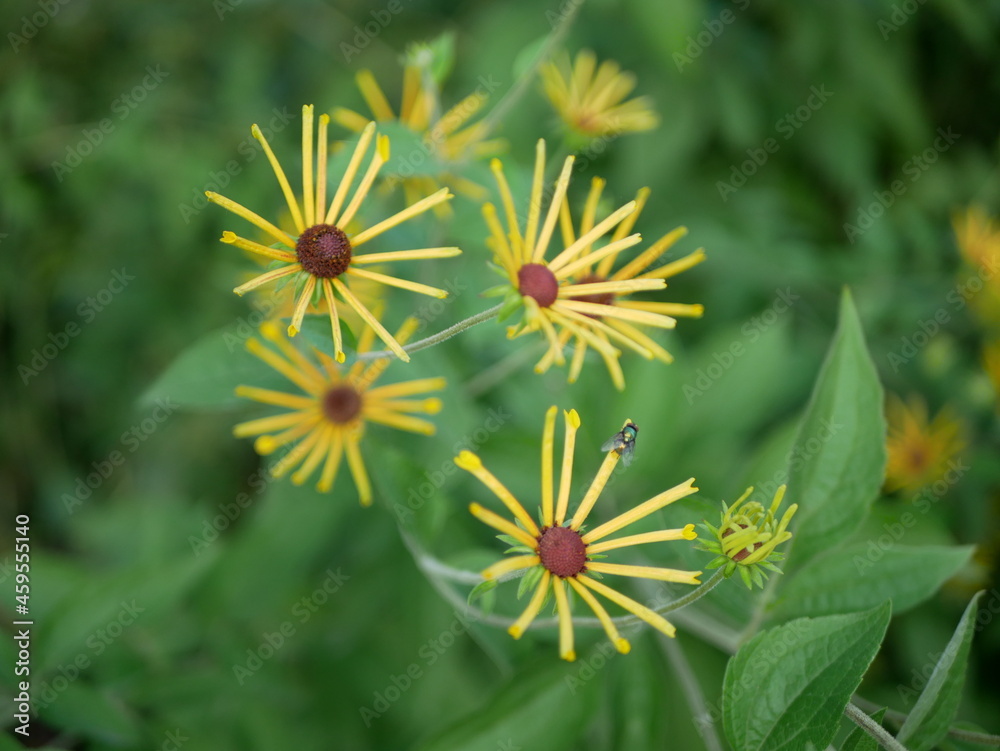 yellow flower in the garden yellow flower in the garden
