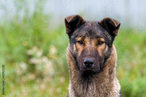 portrait of a dog