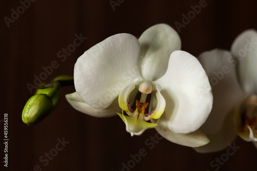 White orchid flower on the dark background