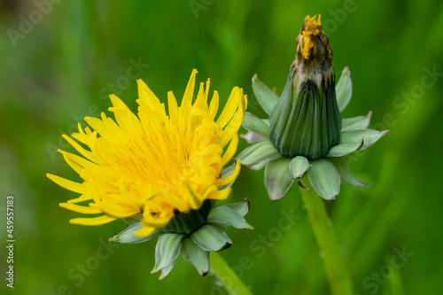 Obraz na płótnie Mniszek Lekarski / Sonchus arvensis L. / Mlecz na łące w salonie