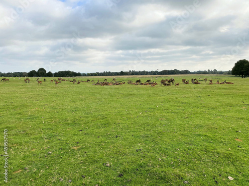 A view of a herd of Red Deer
