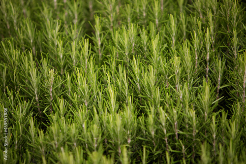 green rosemary Bush close-up, background