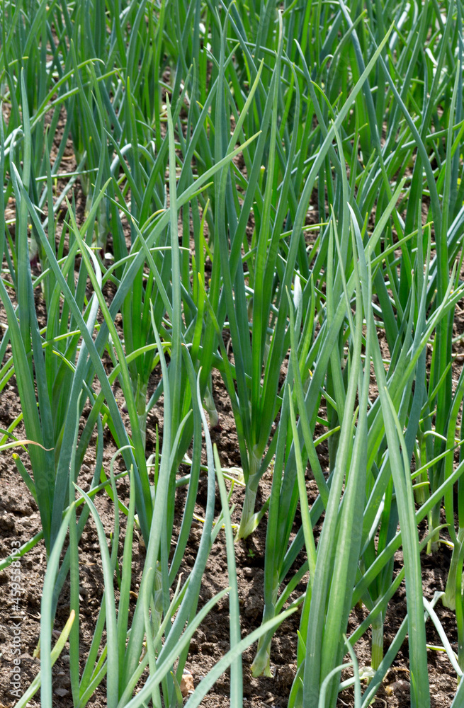 Green leaf onions in the vegetable garden Green leaf onions in the vegetable garden