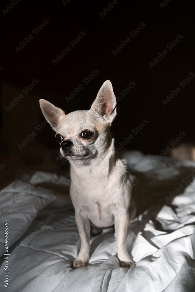 chihuahua 