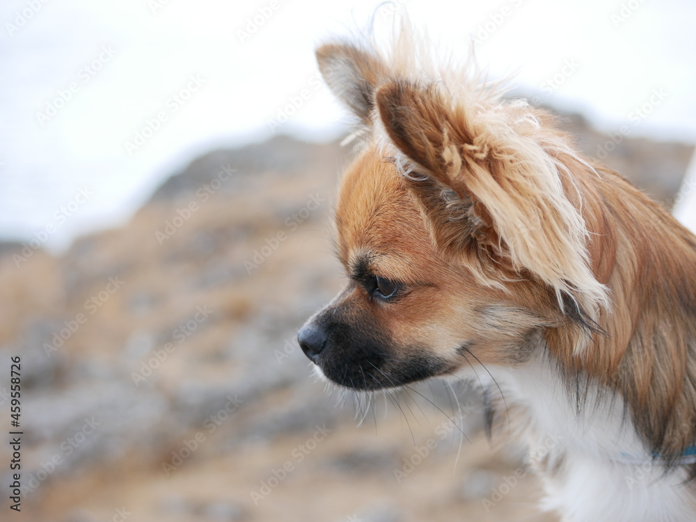 portrait of a chihuahua puppy dog