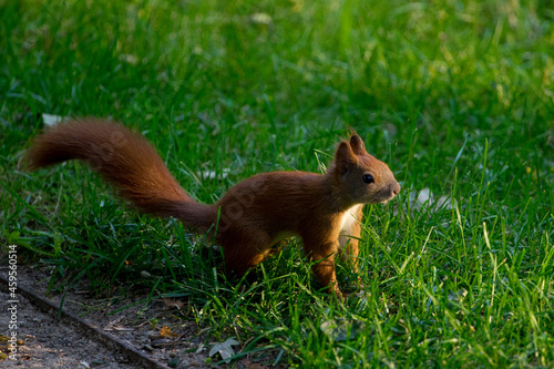 Wiewiórka w parku warszawa © Konrad