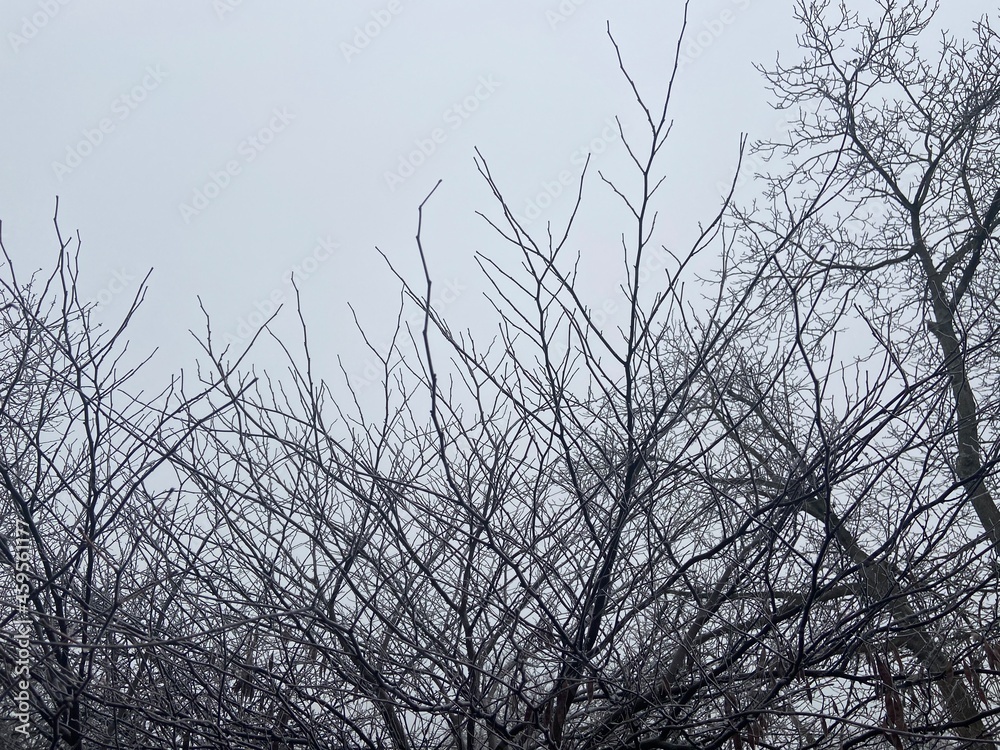 trees in the snow trees in the snow