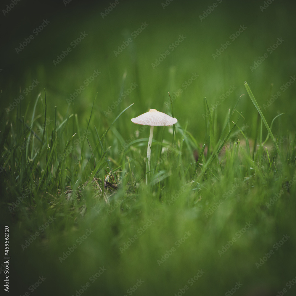 small white mushroom stands in the middle of the grass small white mushroom stands in the middle of the grass