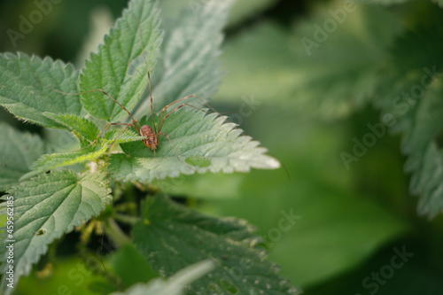  weaver spider sits on a green leaf