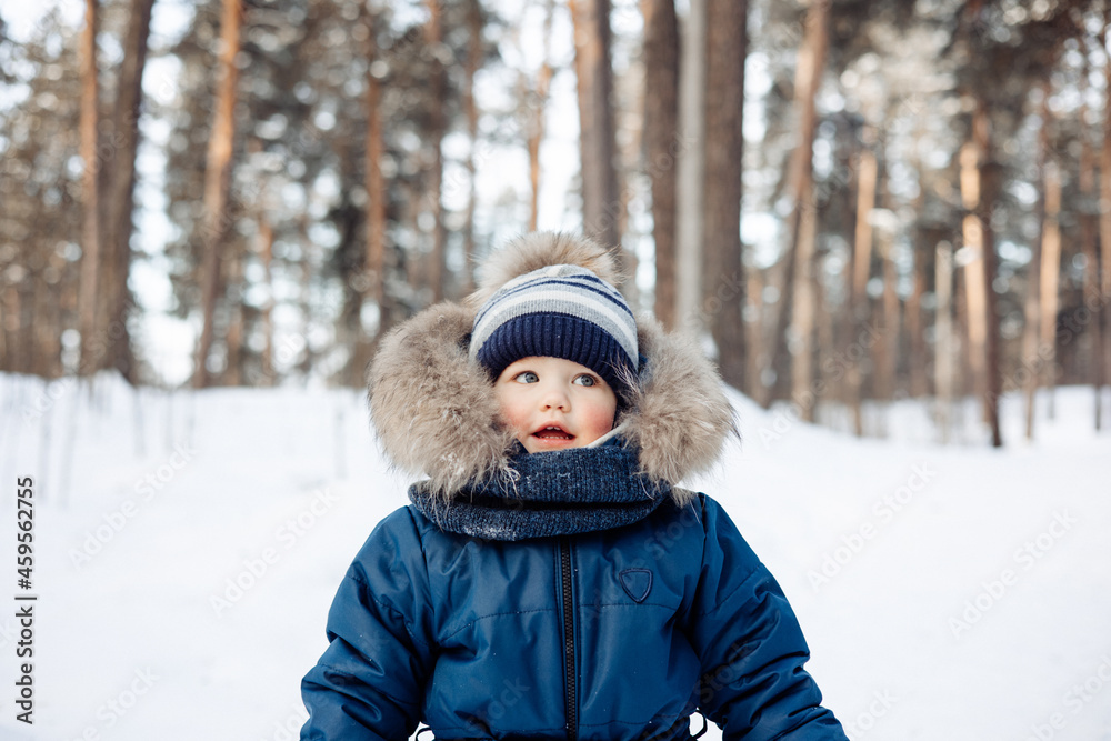 Portrait of child in snowy spruce forest. Little kid boy having fun outdoors in winter nature. Christmas holiday. Cute toddler boy in blue overalls and knitted scarf and cap walking in park.