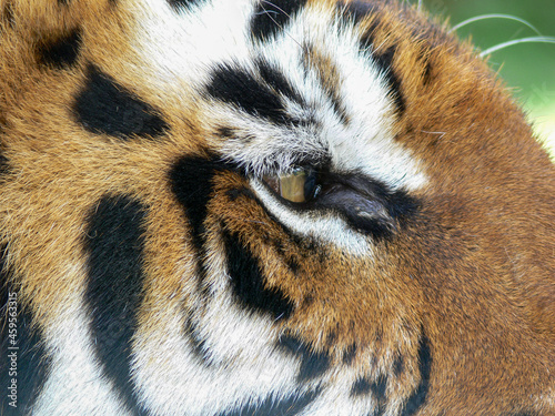 Close up of the eye of a tiger