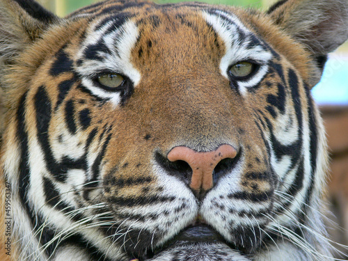 Close up of a tiger face