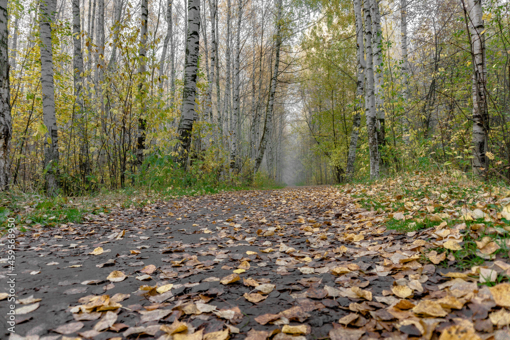 A path in the autumn park, one of - 02 A path in the autumn park, one of - 02